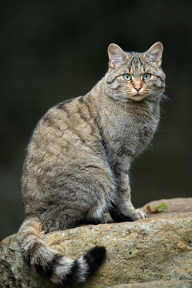 Дикий лесной кот