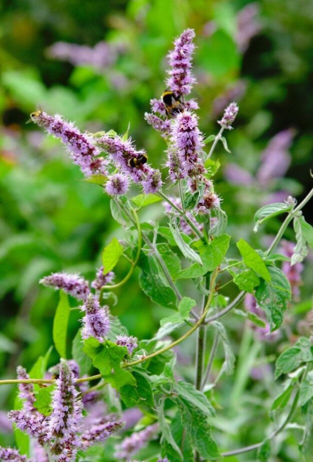 Фото из открытых источников. У меня фото не сохранилось. Цветы похожи, но окрас листьев у меня другой. Форма листьев вроде тоже отличается. Но не уверена.