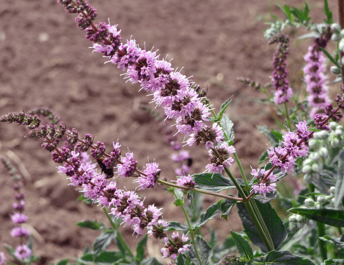 Фото из открытых источников. Эта очень похожа на мою мяту.