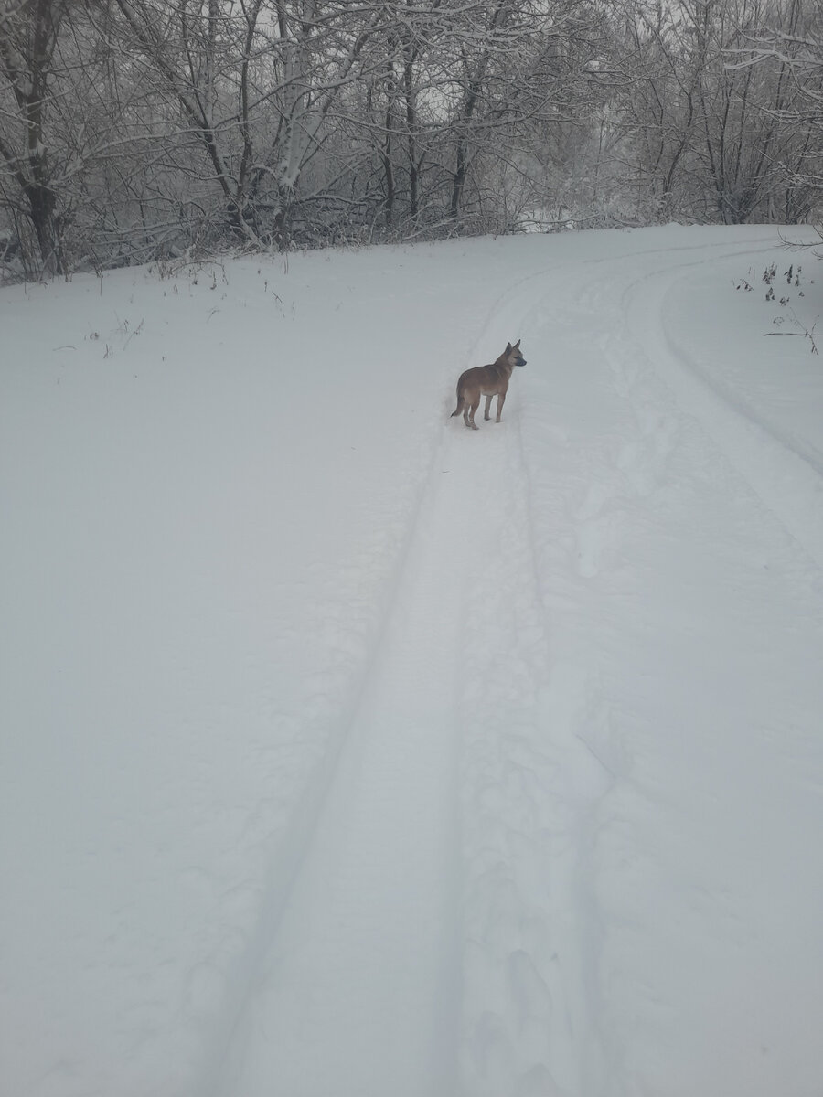 Ирина собака ( шарманка я ее называю) увязалась со мной. Я ей говорю😆 в такую погоду хороший хозяин собаку не выгонит, а мы с тобой в магазин идём