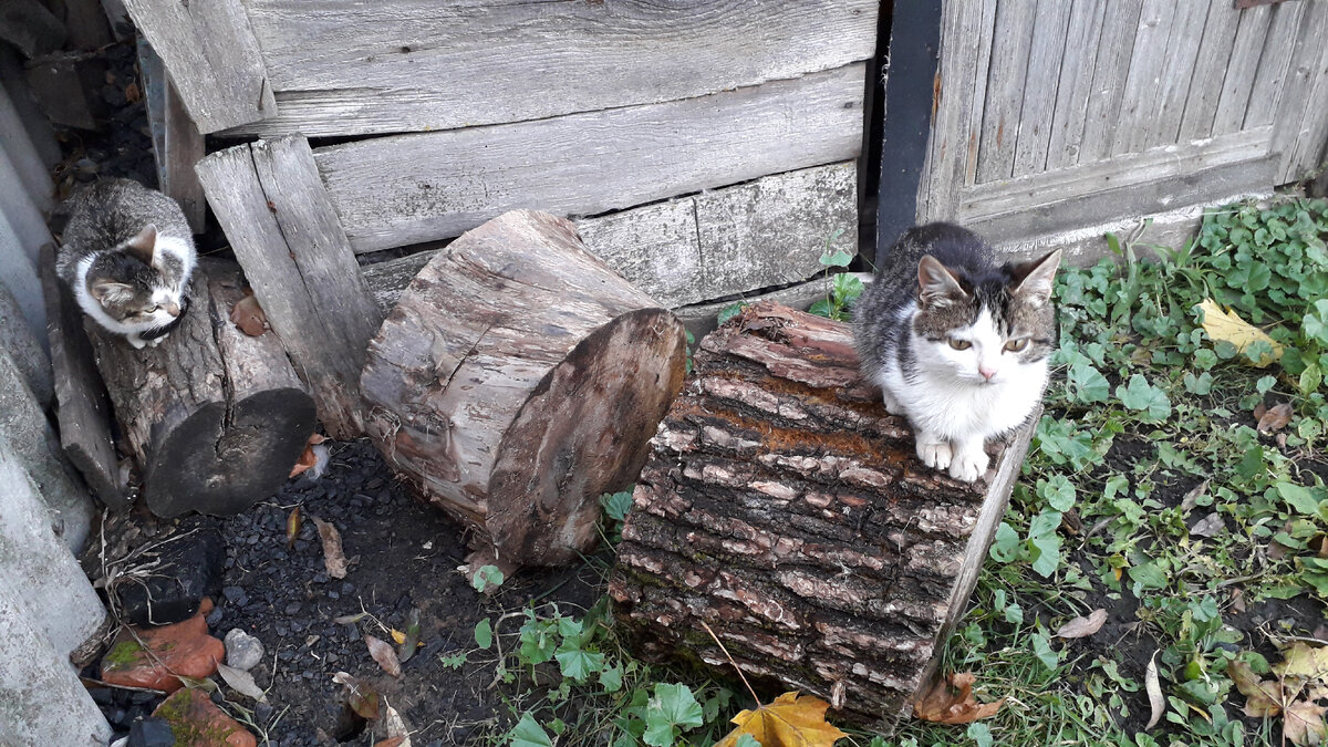 Как прожить вместе со хрюшей и мурчиком: советы и рекомендации