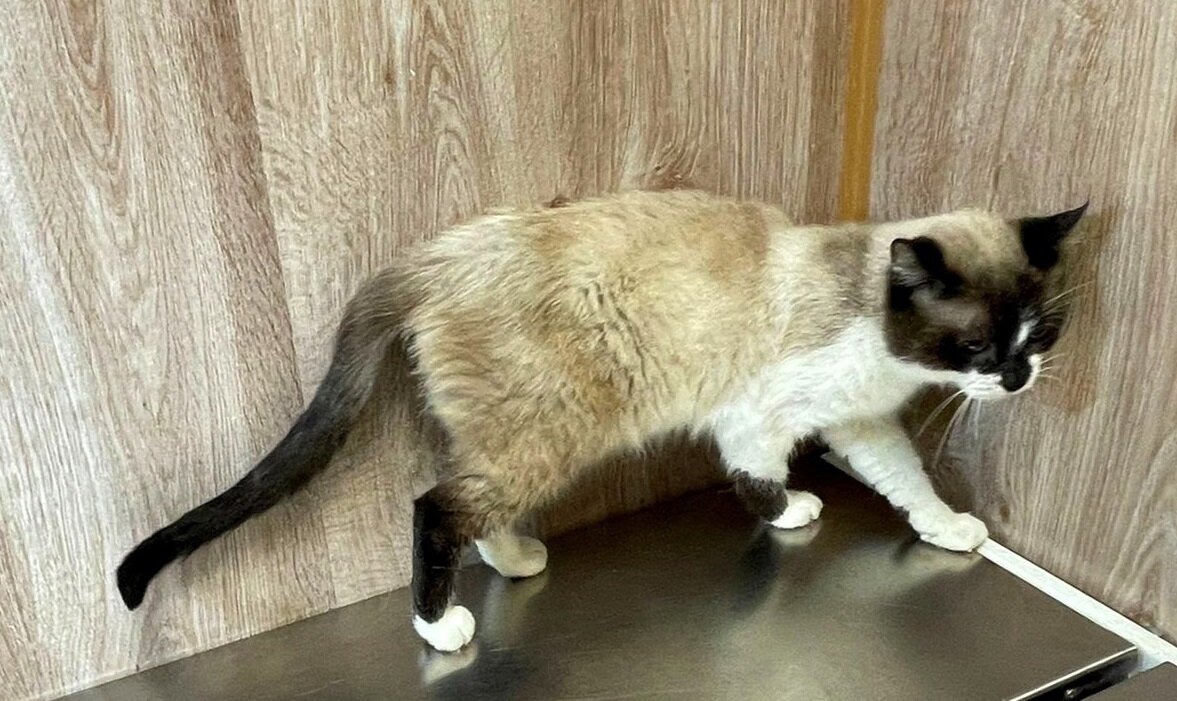 Первые шаги