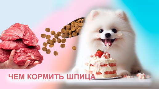 Натуралка или сухой корм. Вет диетолог отвечает на вопросы по питанию ...