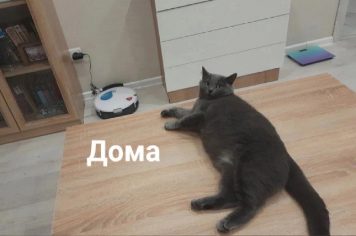 Лечение болезни кошки