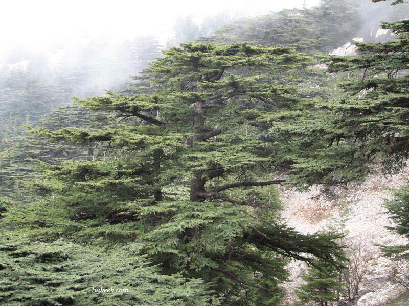 Кедр Ливанский фото с сайта: habeeb.com
