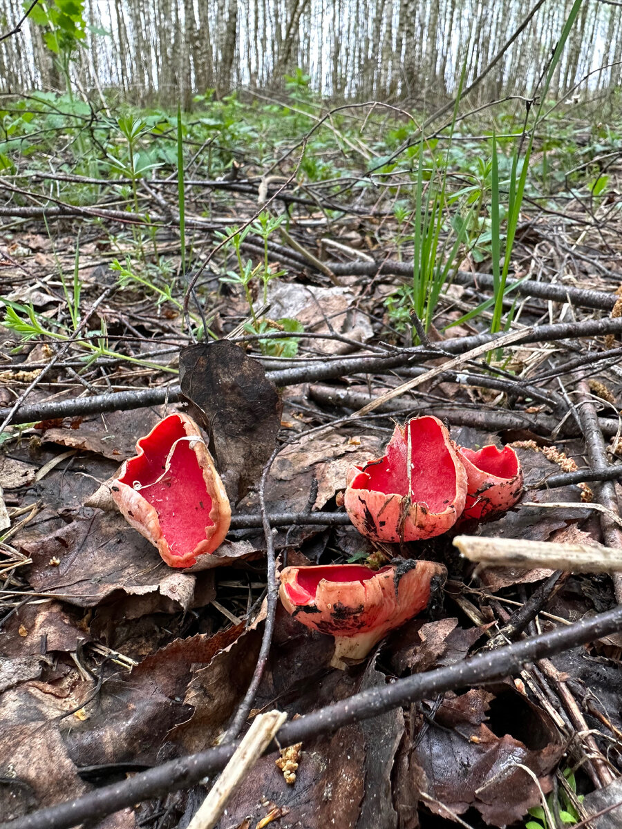 Саркосцифа австрийская (Sarcoscypha austriaca)