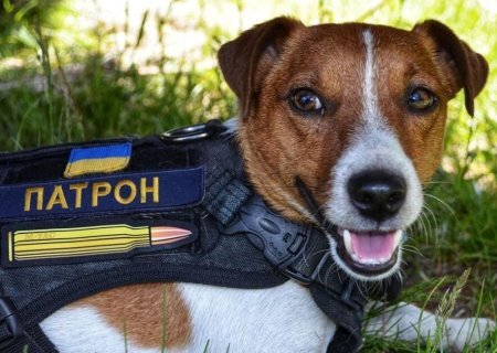    У адептов ПЦУ появился новый «святой» — пёс Патрон
