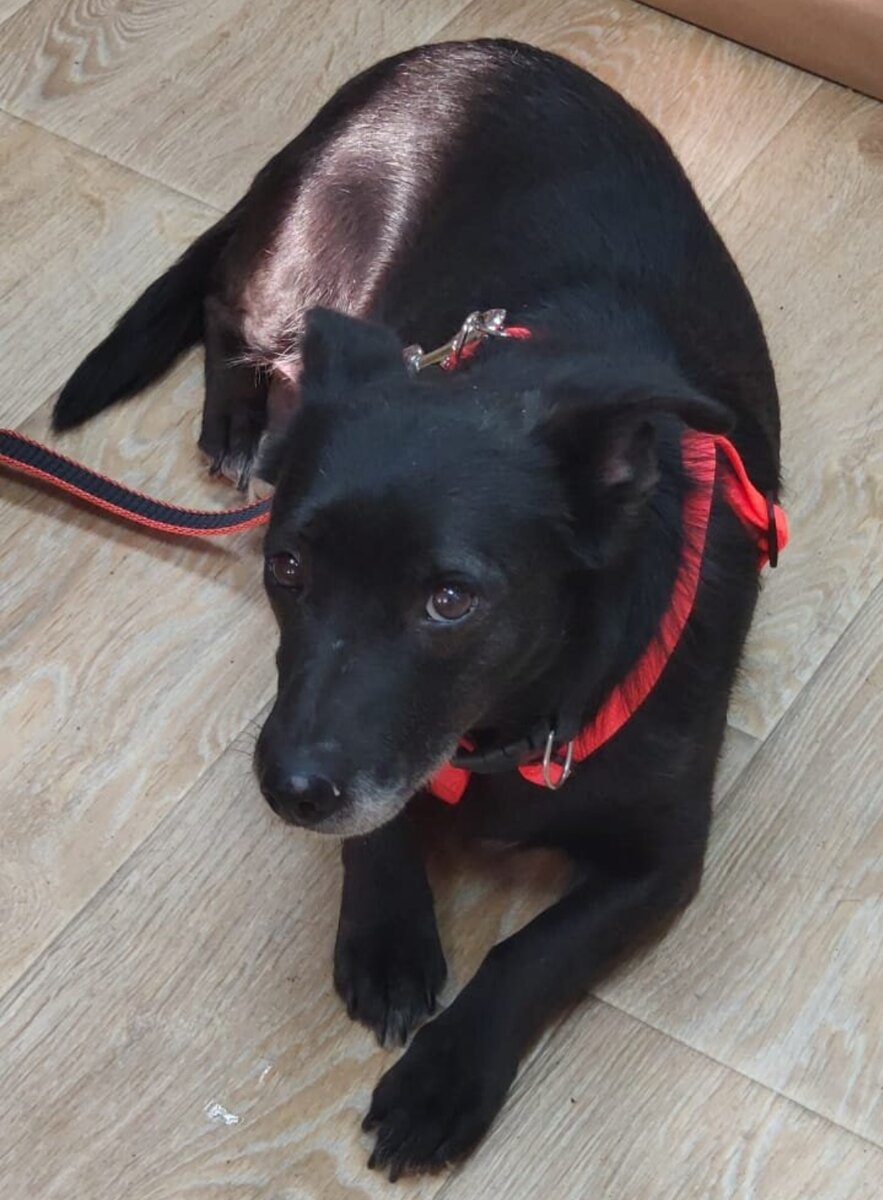 Это была она, Джесси . 