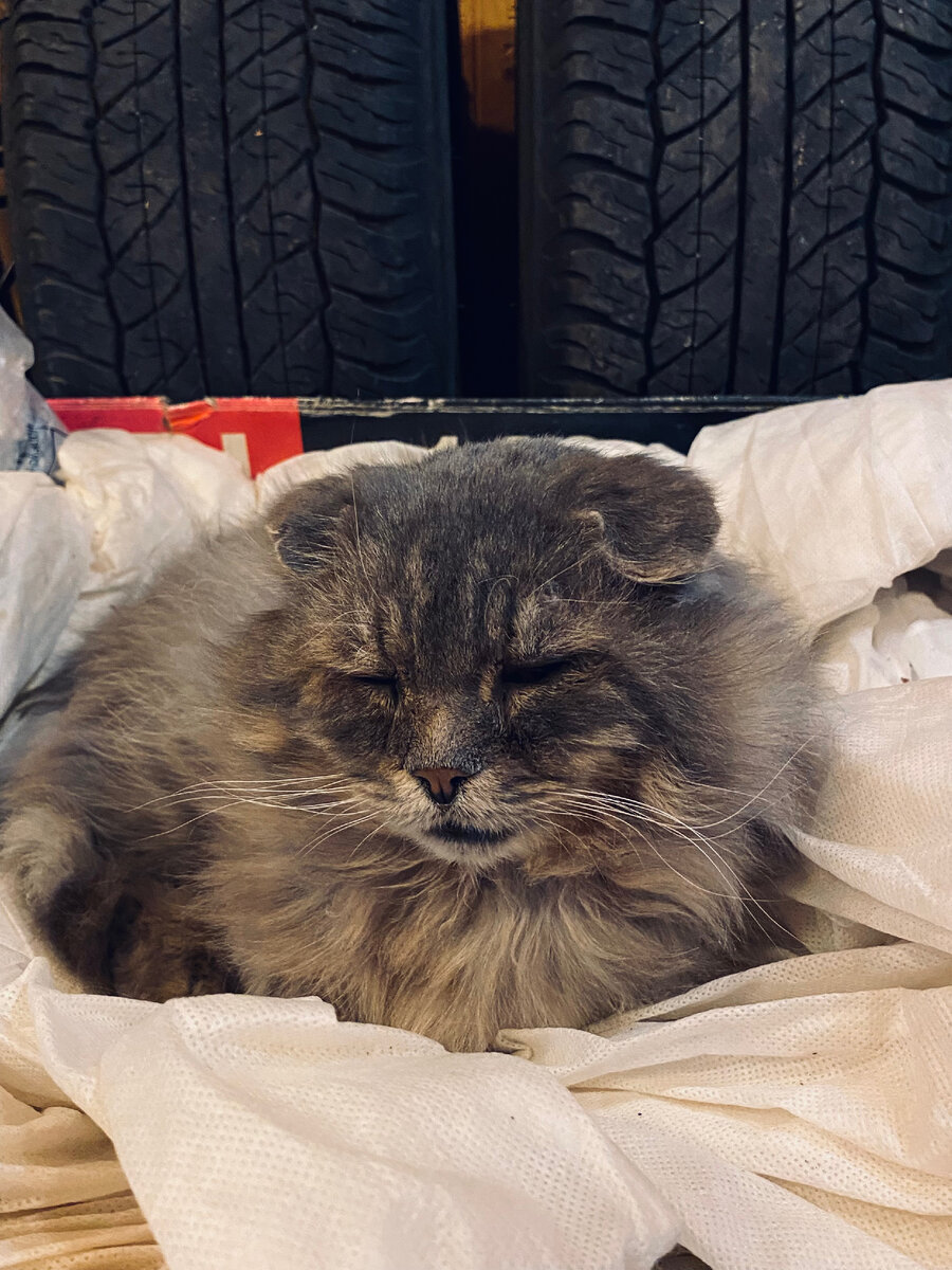 Уставший Филя в гнезде.