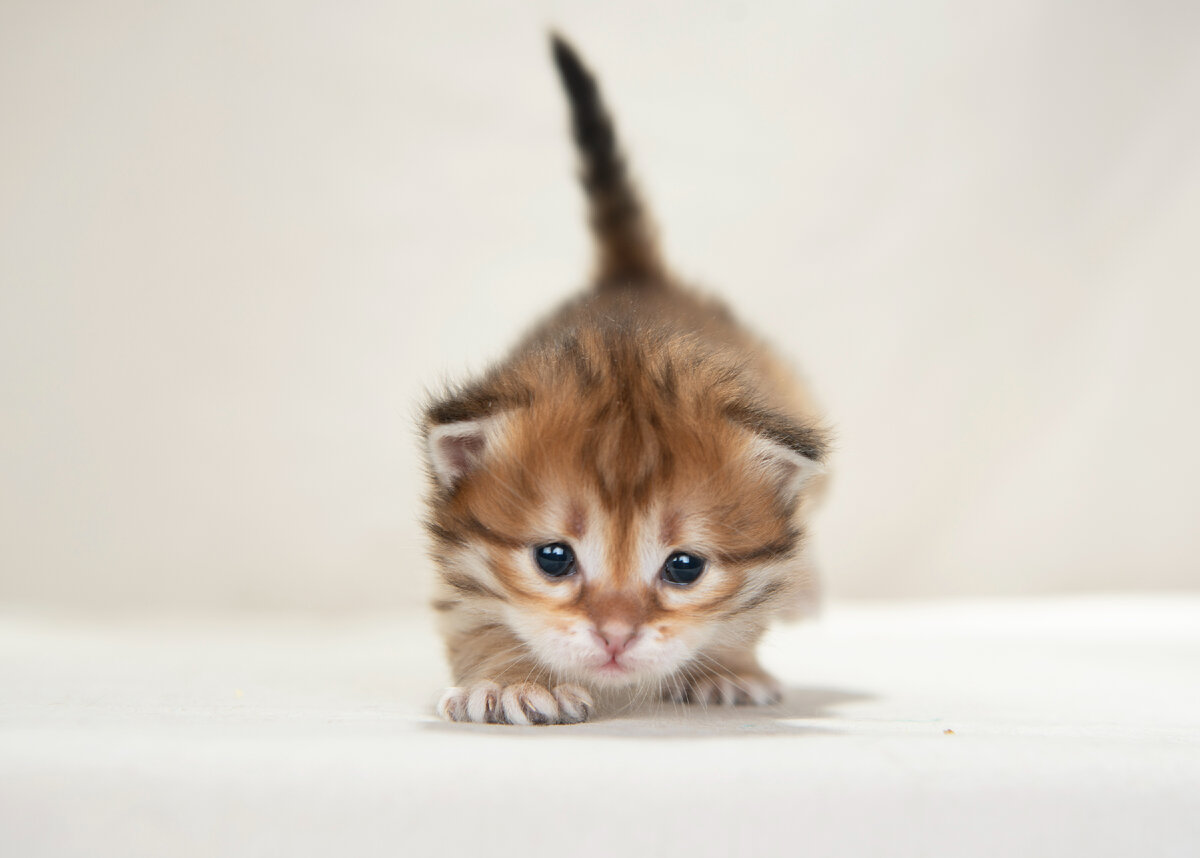 котик черного золотого пятнистого окраса Caraway Vivalavita