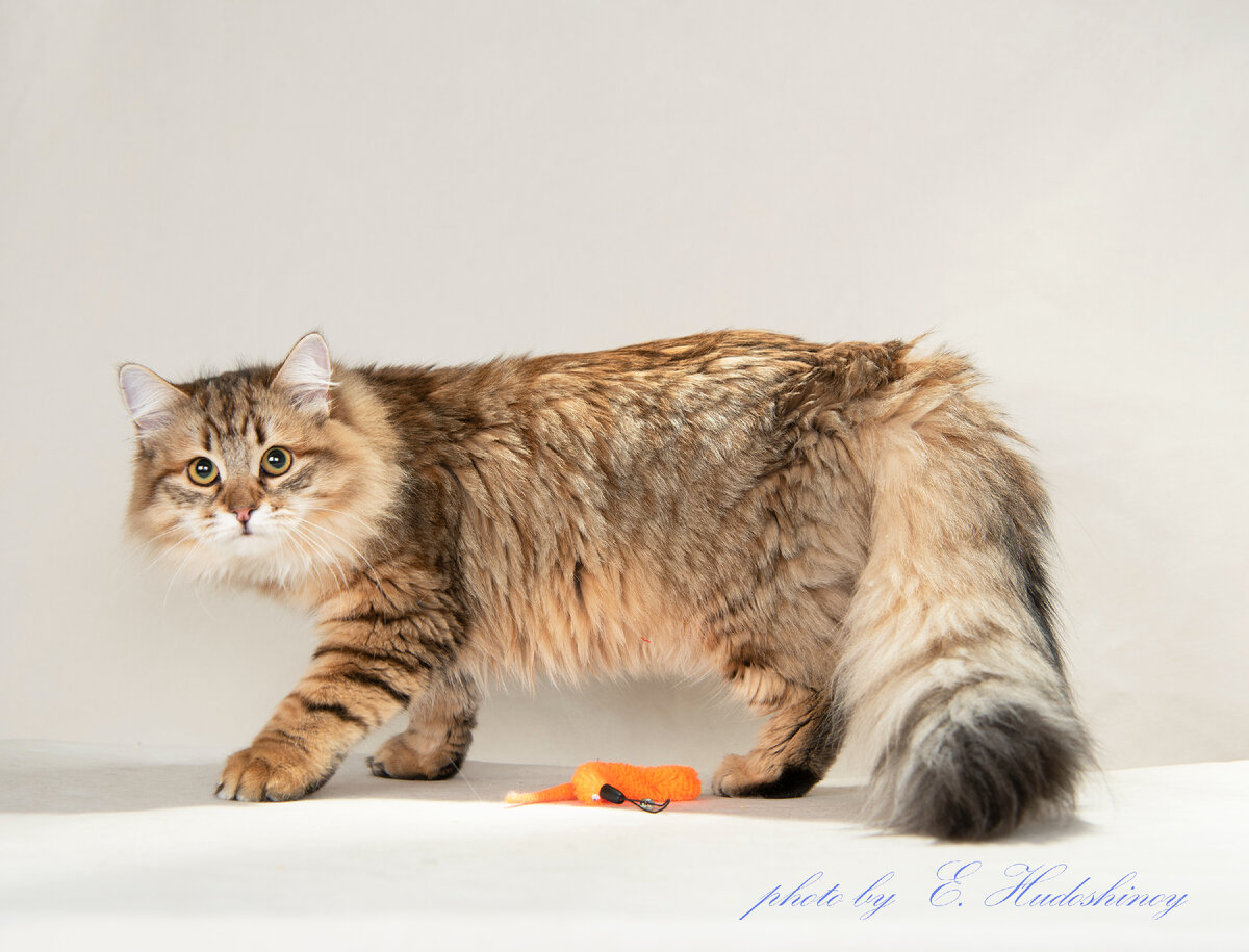 а это кошечка черного золотистого пятнистого окраса Yamila Vivalavita