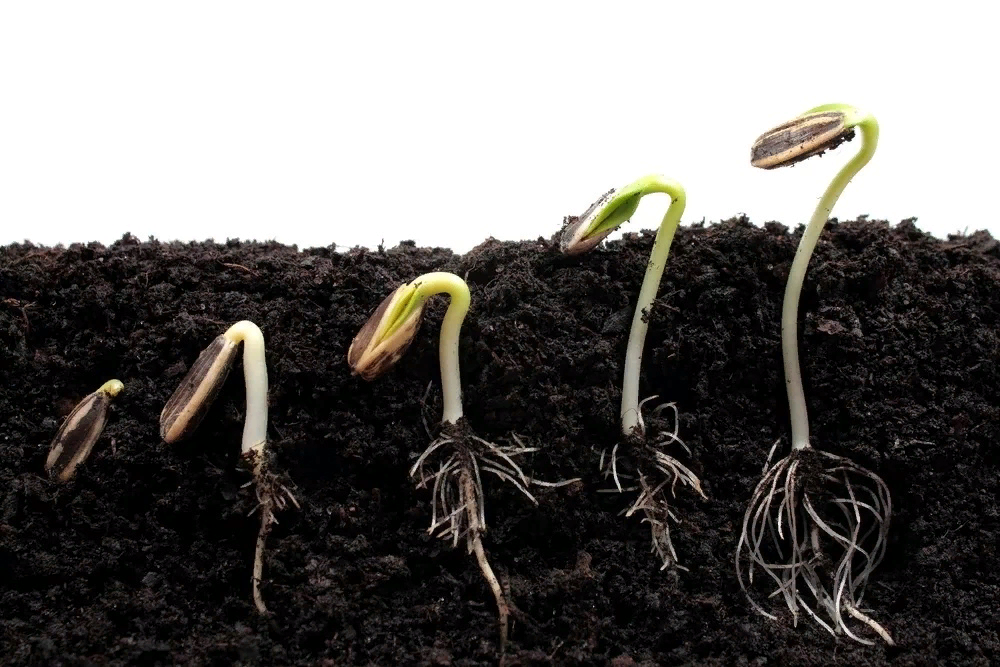 Прорастание семян подсолнечника