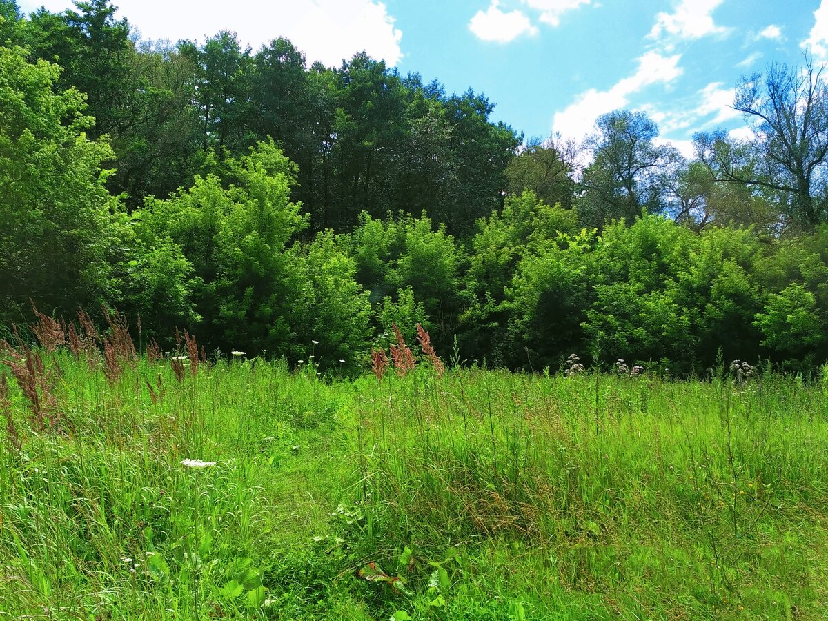 Фото автора канала. Опушка леса