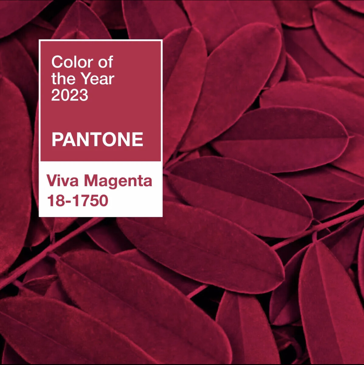 Цвет года 2025 pantone мемы