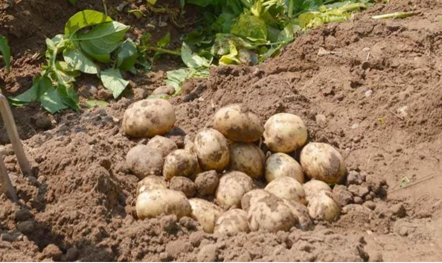 Вырастет ли картошка. Картошку песчаную почву. Картофель на песчаной почве. Картофель растет в песке. Сорта картофеля для песчаной почвы.