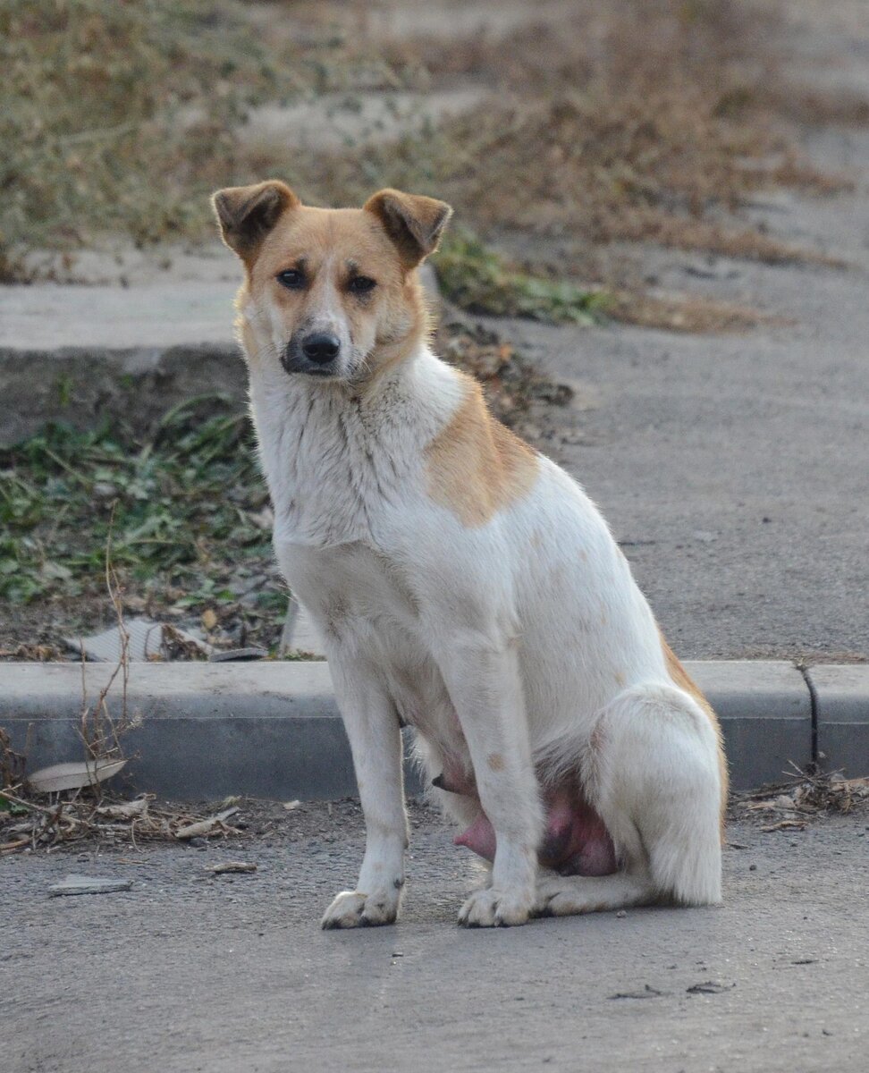 Габина мама. Фото 2017 года из волонтёрского паблика