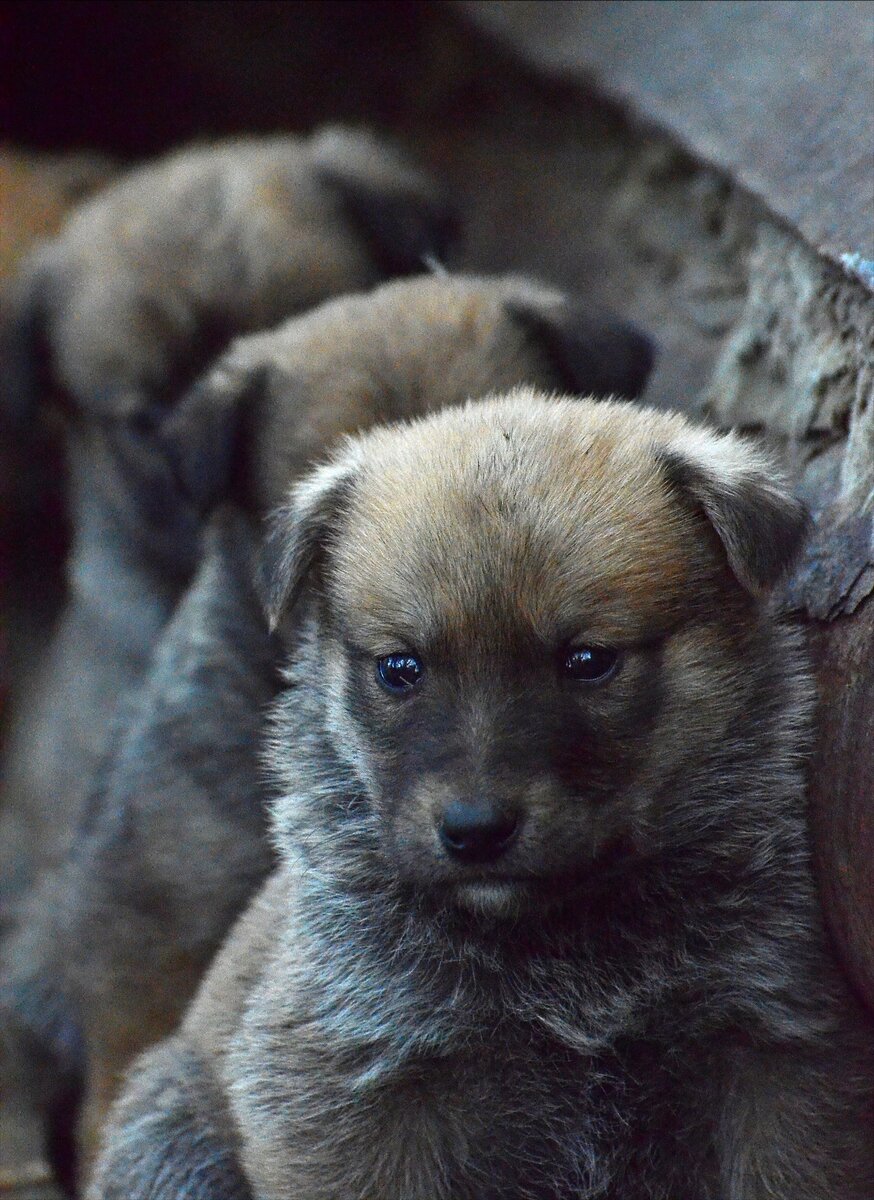 Кто-то из них Габи. Возможно, даже вот этот первый щенок. Фото из группы волонтеров. 2017 г