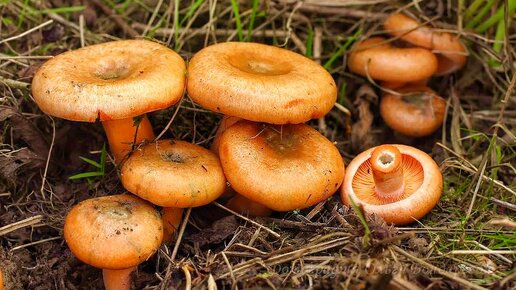 ПОМОГИТЕ! Рыжики и Маслята 25 НОЯБРЯ 2023 ПОШЛИ ПОЛЯНАМИ! Грибник ...