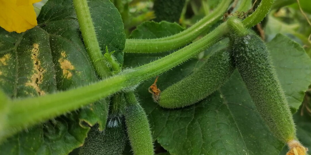 7 урожайных сортов огурцов с тонкой кожицей и нежным вкусом