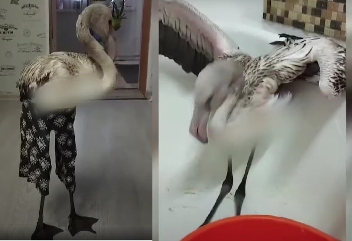 Картинки из репортажа Югорского ТВ (два фламинго: урайский и берёзовский)