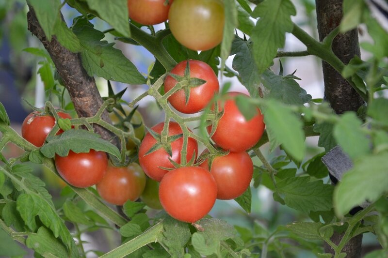 Томаты «Малиновый коктейль» агрофирмы «Партнёр»