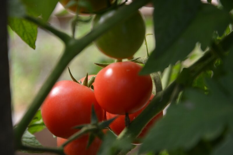 Черри «Малинового коктейля» на ветке в августе 2023 г.