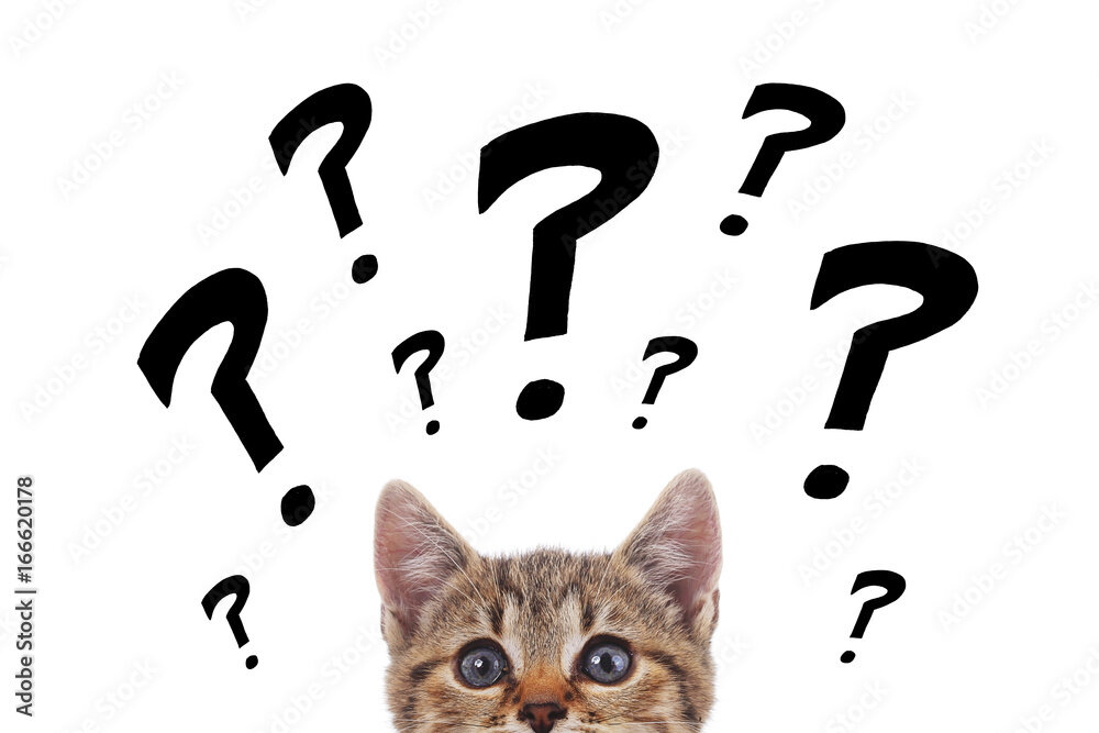 Кот с вопросительным знаком. Cat question. Cat question. Коты с вопросительным знаком. Котик с вопросом.