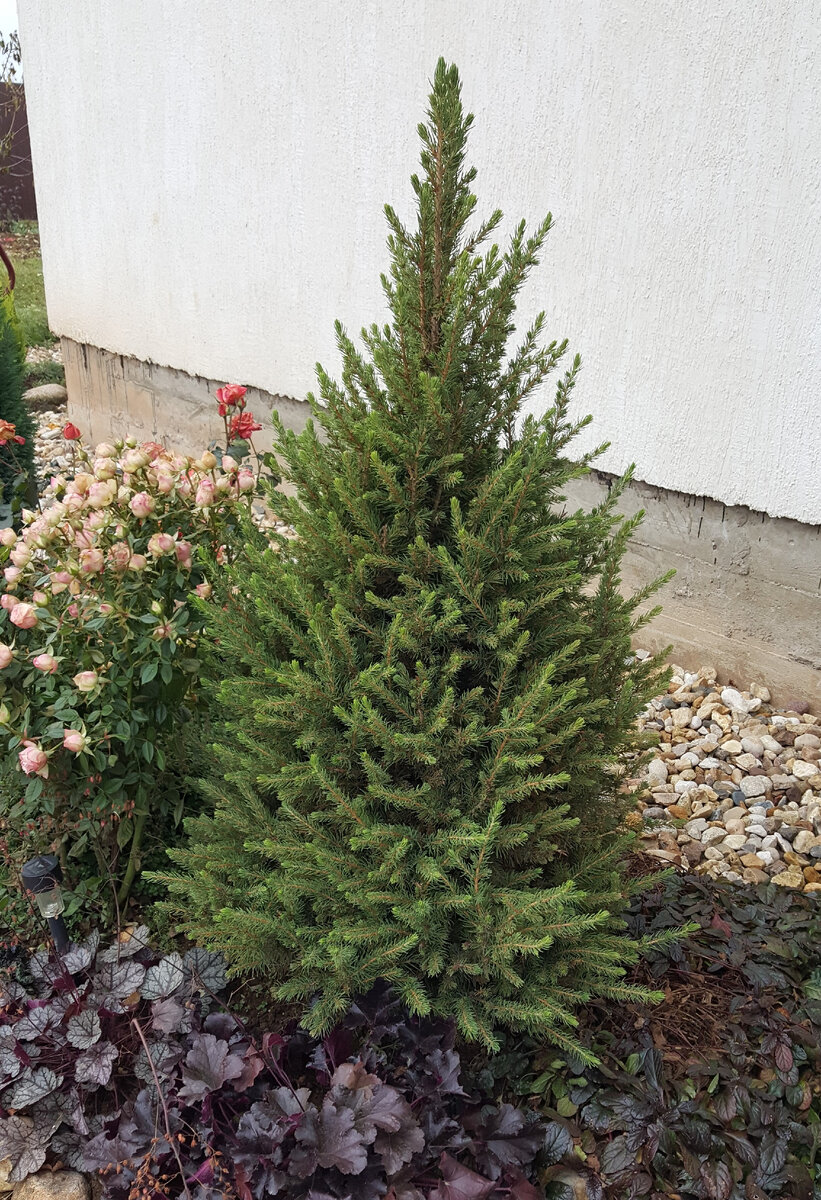Ноябрь 2023 года: такой ель сизая (канадская) Коника ушла на свою пятую зимовку.