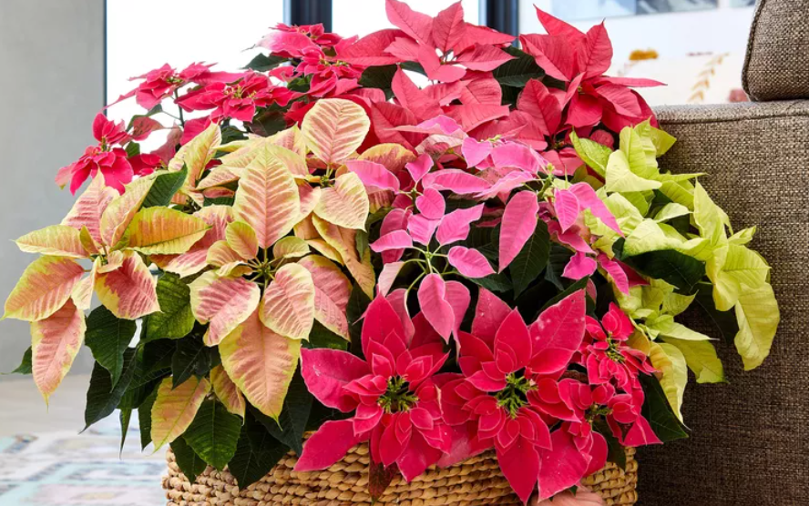 Пуансеттии заполняют полки магазинов