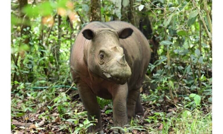    Самка носорога по имени Далила / © Indonesian Ministry of Environment and Forestry