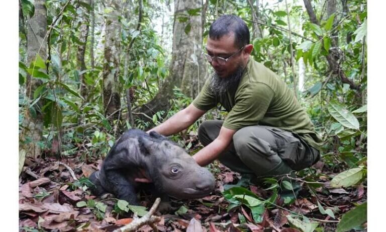    Новорожденный суматранский носорог / © Indonesian Ministry of Environment and Forestry