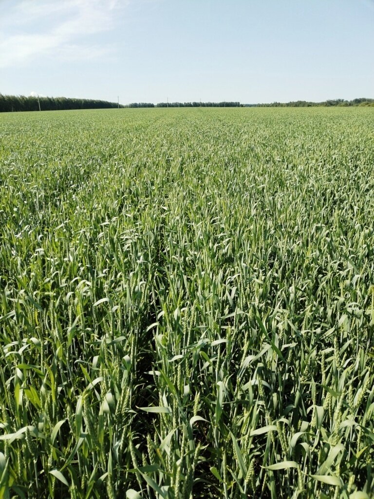 Гран-при, ВДГ 15 г/га + Арбалет СЭ 0,5 л/га озимая пшеница Республика Мордовия