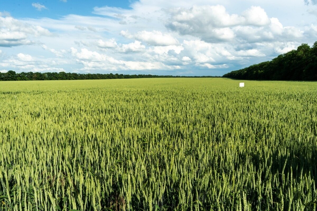 Гран-при, ВДГ 15 г/га + Арбалет СЭ 0,5 л/га озимая пшеница Краснодарский край