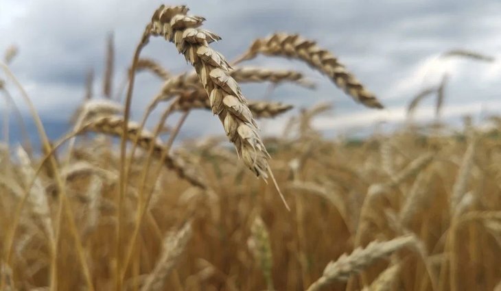    Долгосрочная тенденция на рынке пшеницы – глобальное сокращение запасов