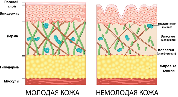 Состояние эластина и коллагена у молодой и немолодой кожи