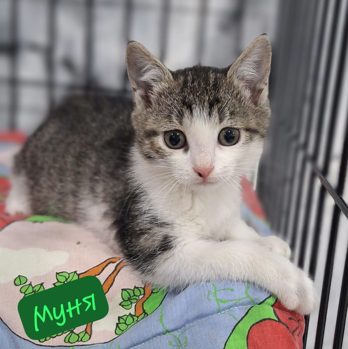 Котенок с Парижской коммуны. Больше не подвальный.