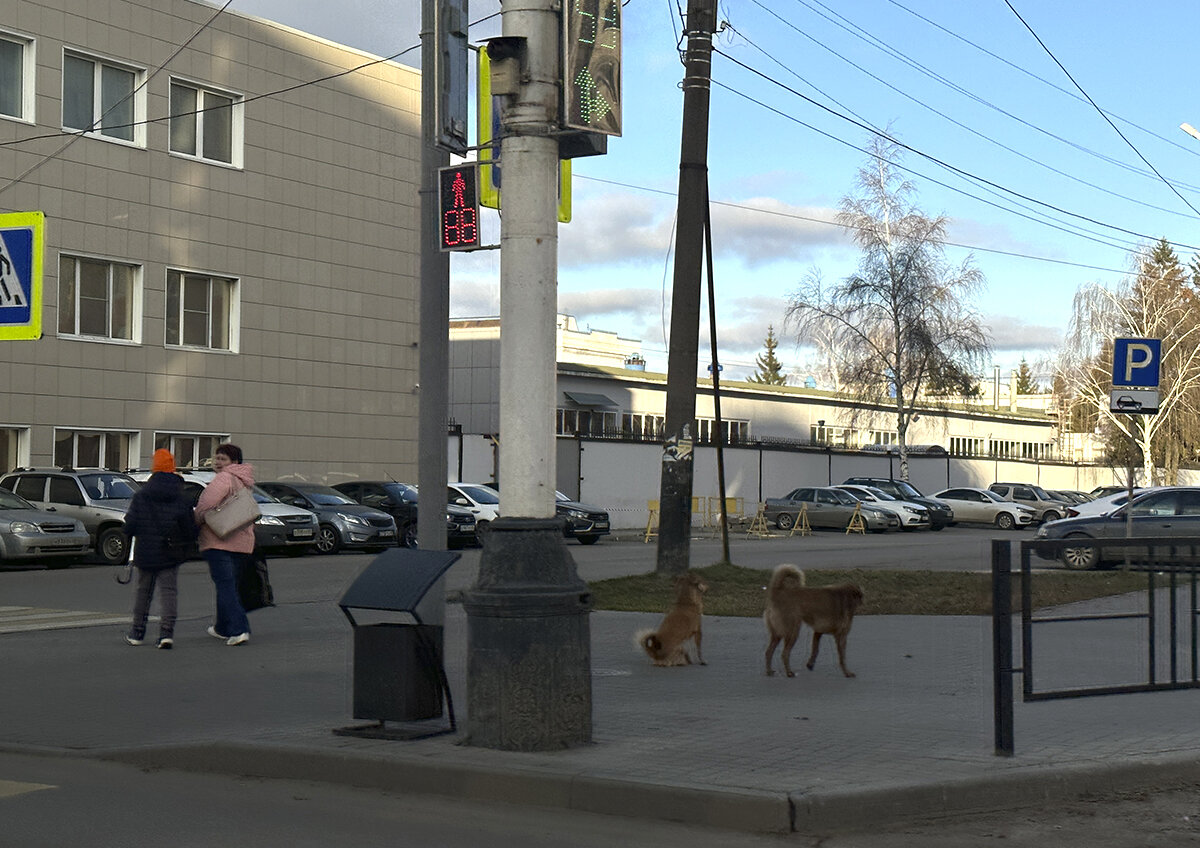    Проблема содержания бездомных животных носит системный характер, но решение есть