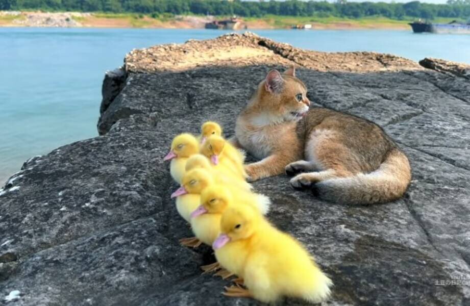 Видео: кошка заботится об утятах и выводит их на прогулку | TravelAsk ...