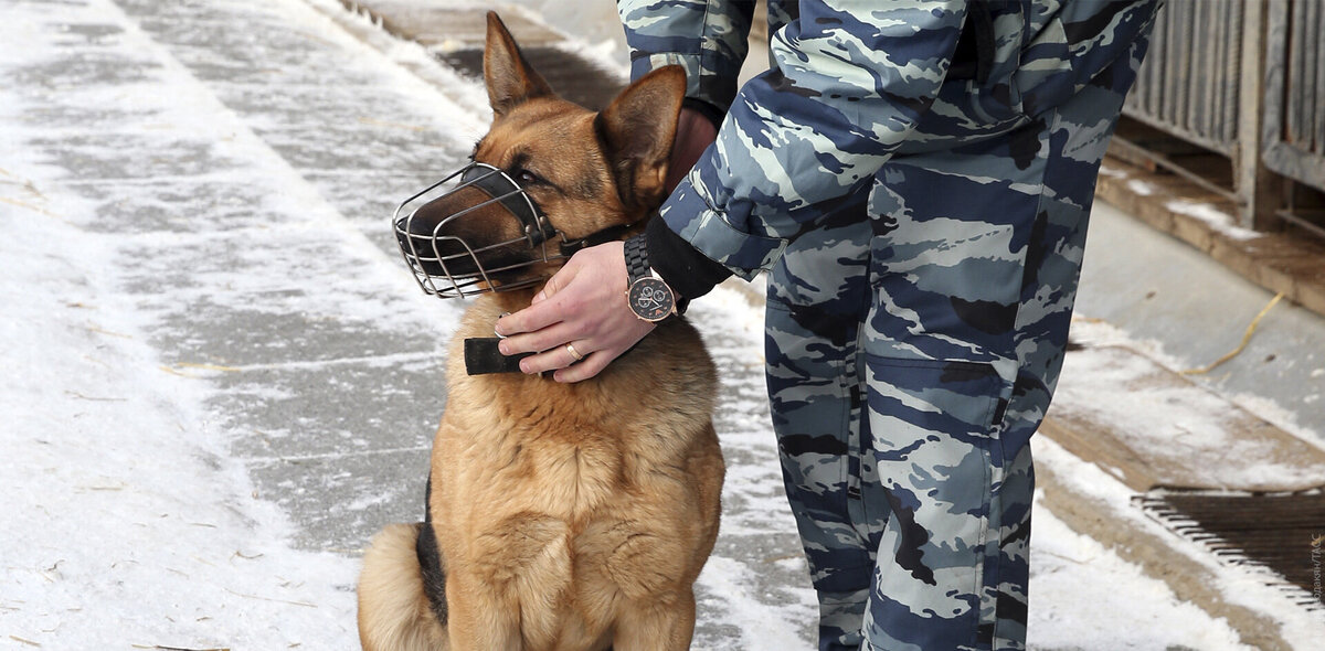 кинолог мвд. кинолог в полиции. работа кинологом отзывы. кинолог. работа кинологом отзывы.