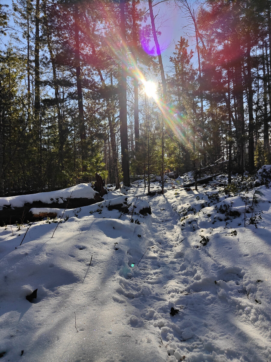Та самая лесная тропка.