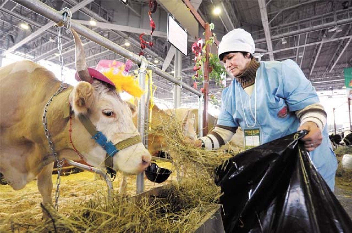   В Татарстане избавятся от поголовья скота из-за вспышки опасной инфекции.