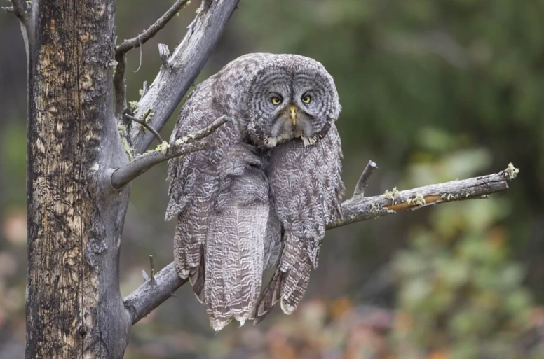 Самые забавные фотографии дикой природы 2020 года