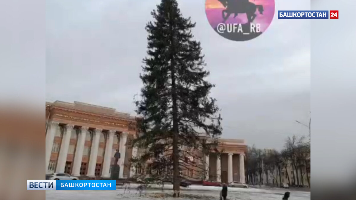    "Такого позора наш район еще не видел": жители Уфы пожаловались на новогоднюю елку с голыми ветками