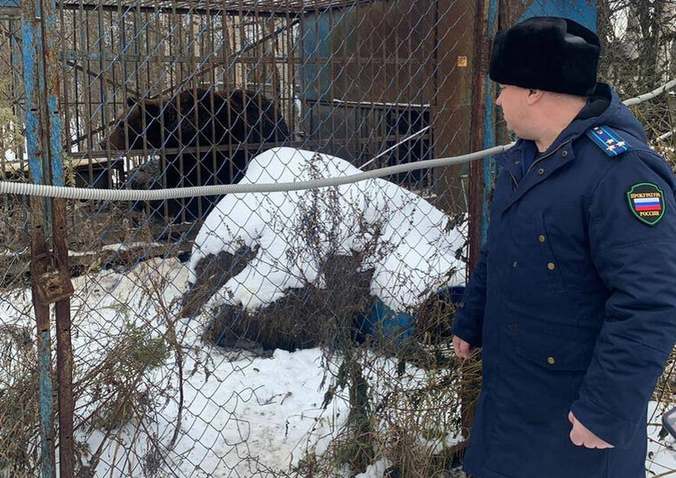    Медведь 10 лет жил на территории предприятия в Нижневартовске