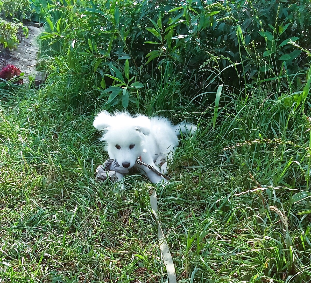 Умке 3 месяца. Без поводка уже нельзя, бегает как спринтер.