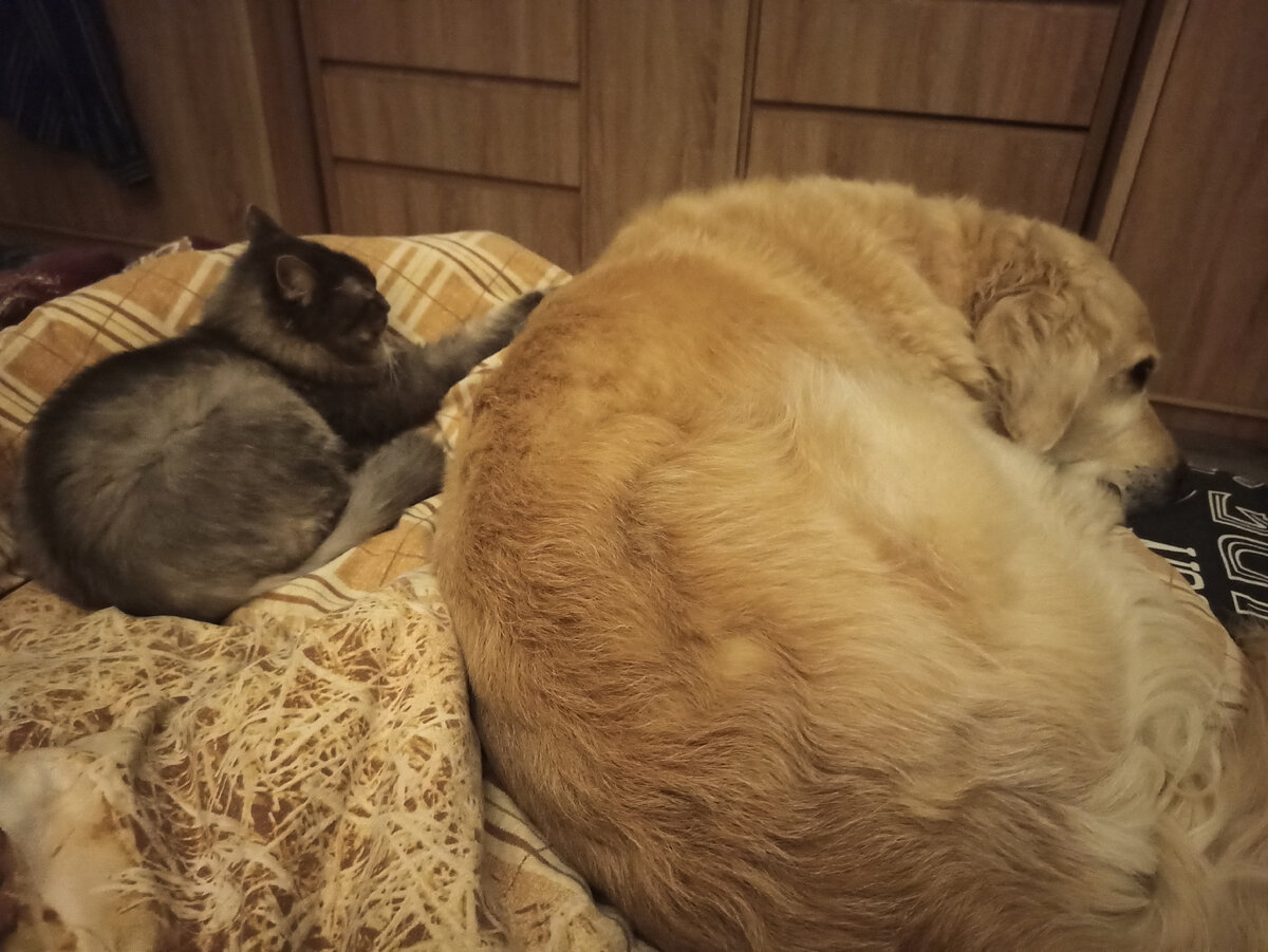 Маняха утешает грустного Кубу