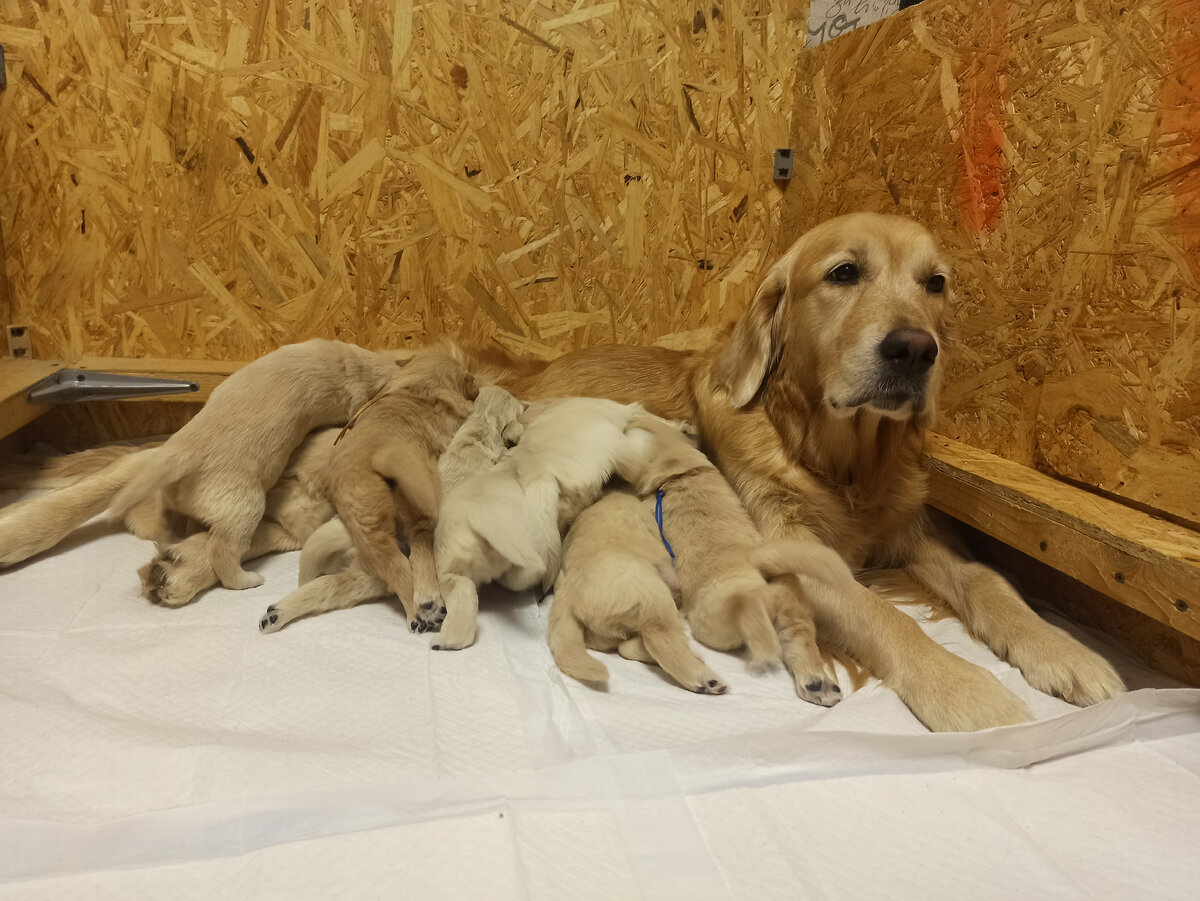 Ляля и щенки