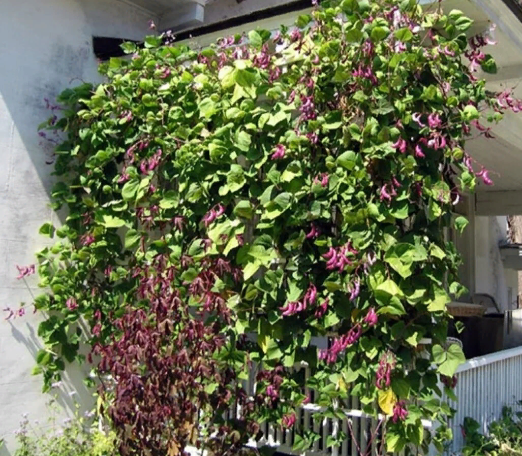 Крымский плющ вечнозеленый. Жимолость каприфоль изгородь. Декоративная фасоль долихос. Плющ древогубец. Плющ девичий виноград.