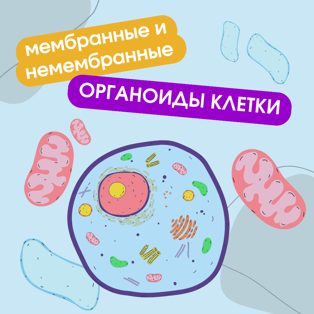 Строение клетки. Мембранные и немембранные органоиды 