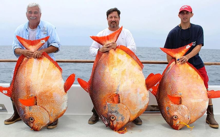Морская жирная рыбы и морепродукты содержат треонин в нужном количестве. На фото - красноперый опах